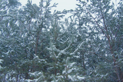 Untitled_2171