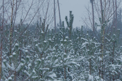 Untitled_291