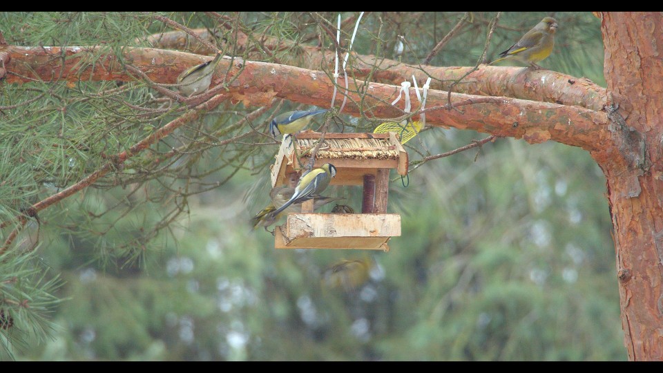 Jak dokarmiać ptaki zimą: słonecznik, ziarna, kule tłuszczowe – porady, korzyści dla ptaków i ogrodu, unikaj błędów